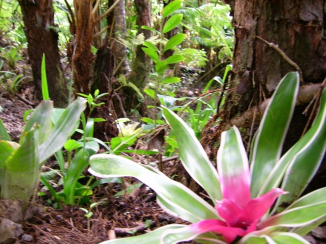 Hapu`u Forest Bungalow