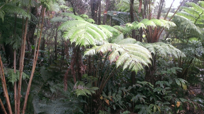 Hapu`u Forest Bungalow