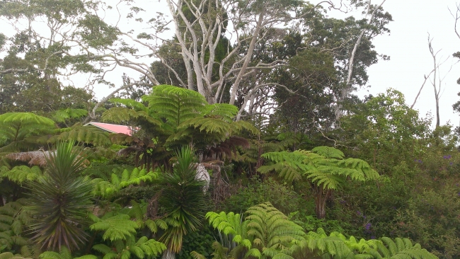 Naupaka Room