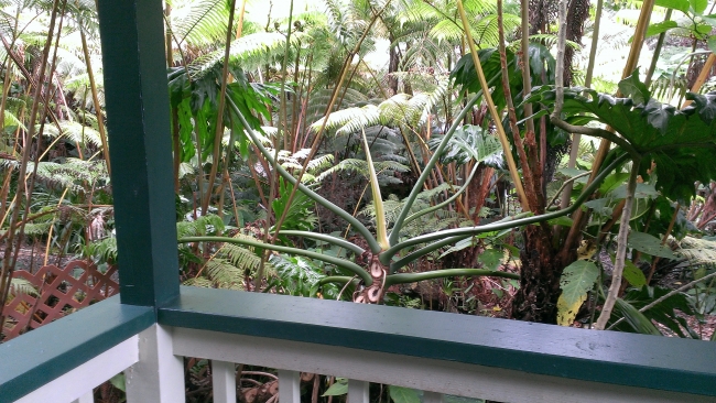 Treehouse Suite