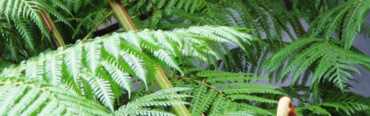 If you are looking for Hawaii Volcano National Park lodging, contact The Chalet Kilauea Collection.
